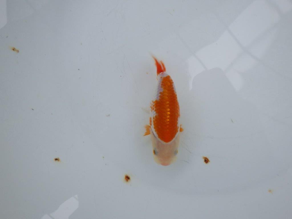 【岡山村上暢彦氏系統】遊び心があって良いですね！フナオらんちゅう約11cm