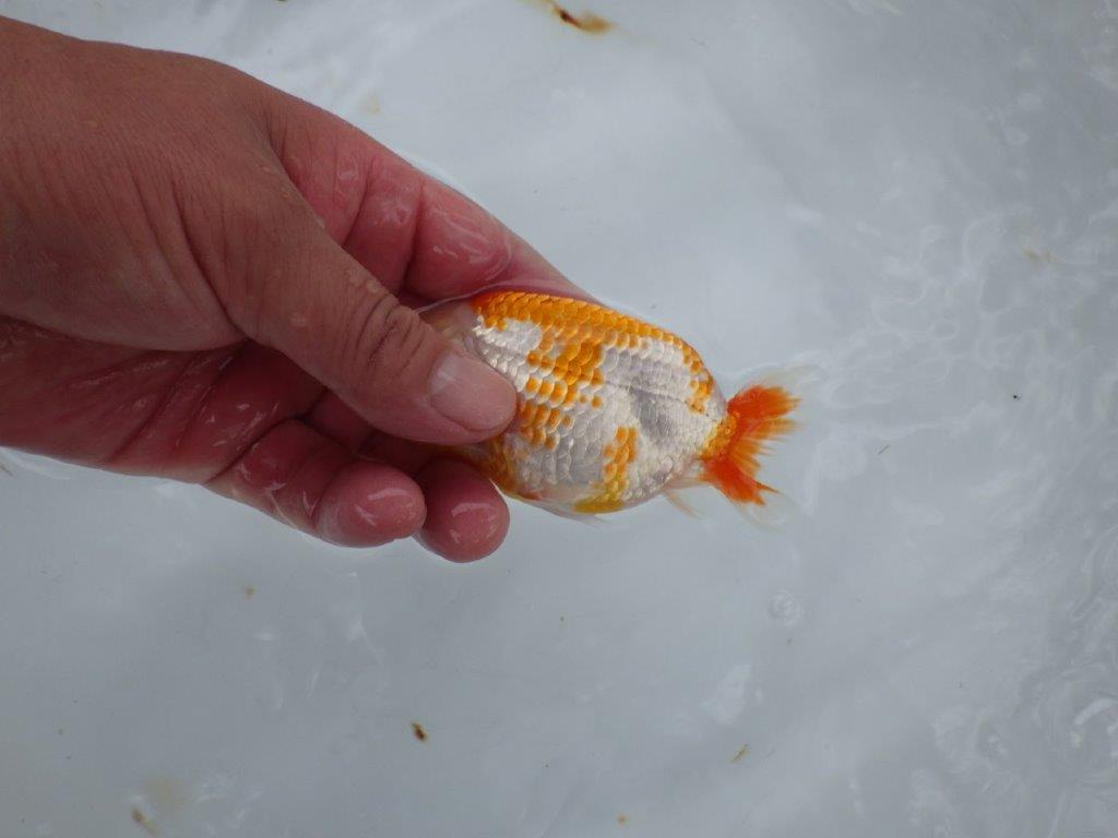 【岡山村上暢彦氏系統】遊び心があって良いですね！フナオらんちゅう約11cm