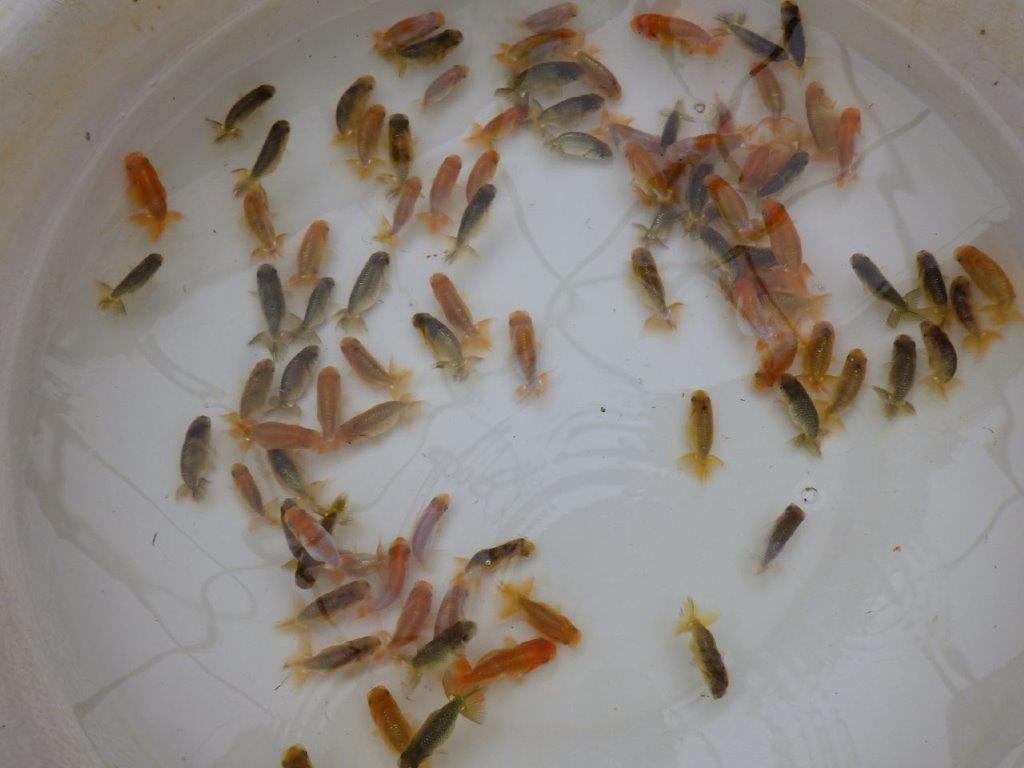 【岡山村上暢彦氏】入荷魚の中から小さ目サイズの１５尾セット約5~6㎝