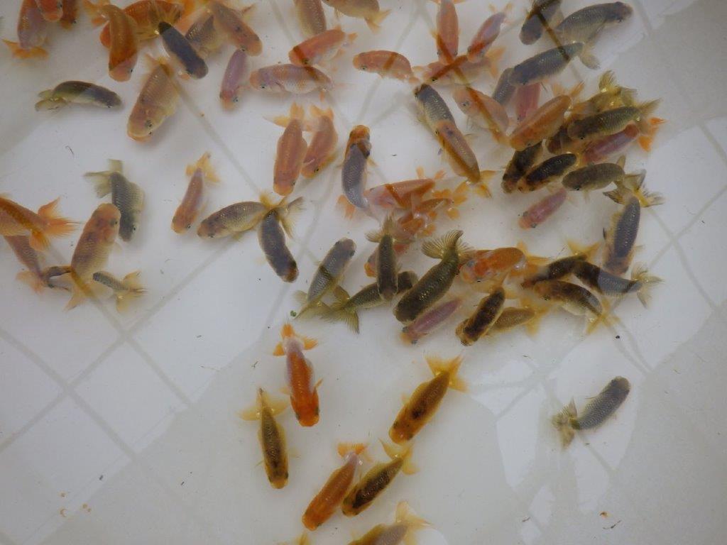 【岡山村上暢彦氏】入荷魚の中から小さ目サイズの１５尾セット約5~6㎝