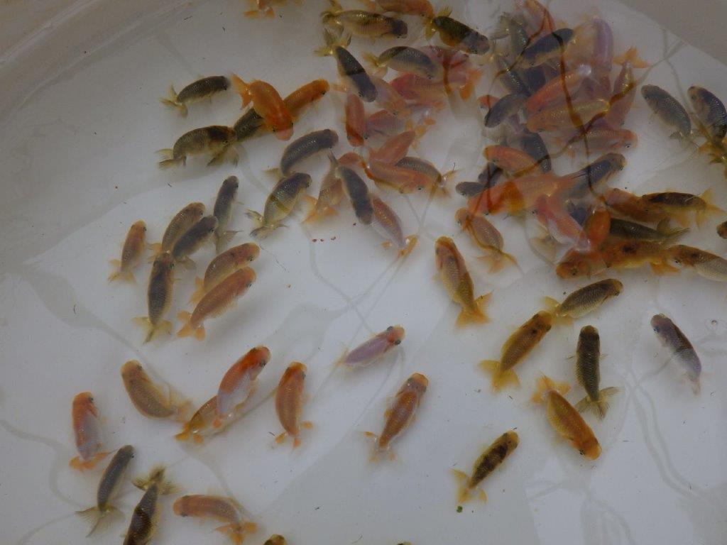 【岡山村上暢彦氏】入荷魚の中から小さ目サイズの１５尾セット約5~6㎝