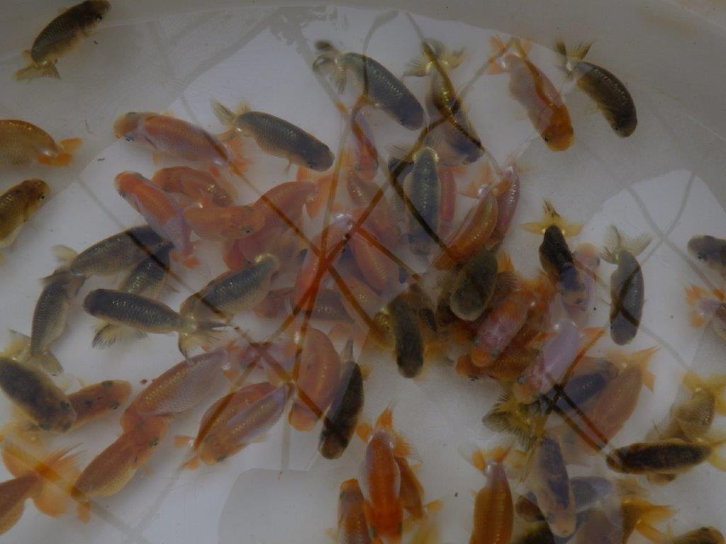 【岡山村上暢彦氏】入荷魚の中から小さ目サイズの１５尾セット約5~6㎝