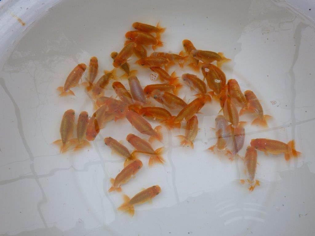 【岡山村上暢彦氏】入荷魚の中から中サイズの１０尾セット約６~７㎝