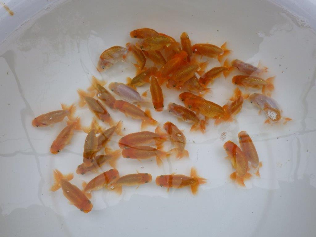 【岡山村上暢彦氏】入荷魚の中から中サイズの１０尾セット約６~７㎝