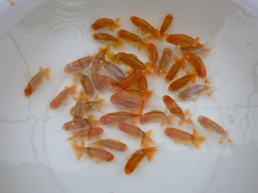 【岡山村上暢彦氏】入荷魚の中から中サイズの１０尾セット約６~７㎝
