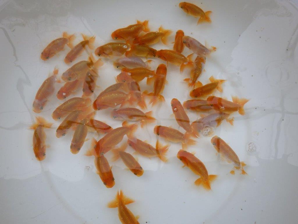 【岡山村上暢彦氏】入荷魚の中から中サイズの１０尾セット約６~７㎝