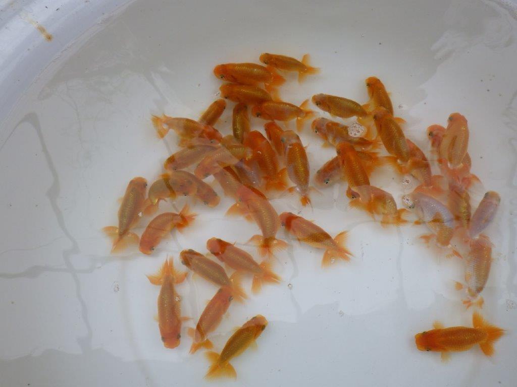 【岡山村上暢彦氏】入荷魚の中から一番良い魚たち５尾セット約6~7㎝ 限定１セット