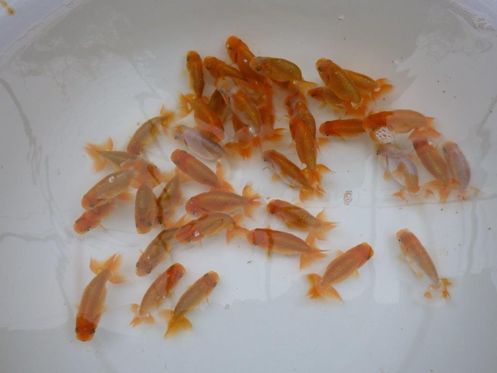 【岡山村上暢彦氏】入荷魚の中から一番良い魚たち５尾セット約6~7㎝ 限定１セット