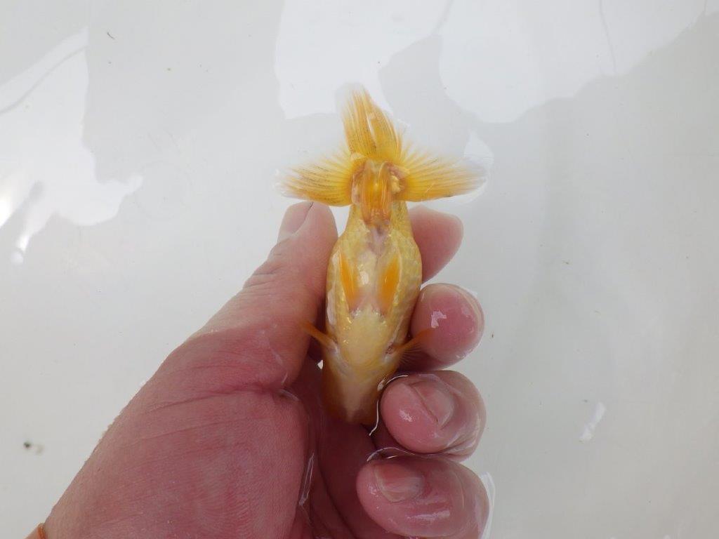 【逸品当歳らんちゅう】愛知超優良系統様作　研究会など！　約9,5ｃｍ前後