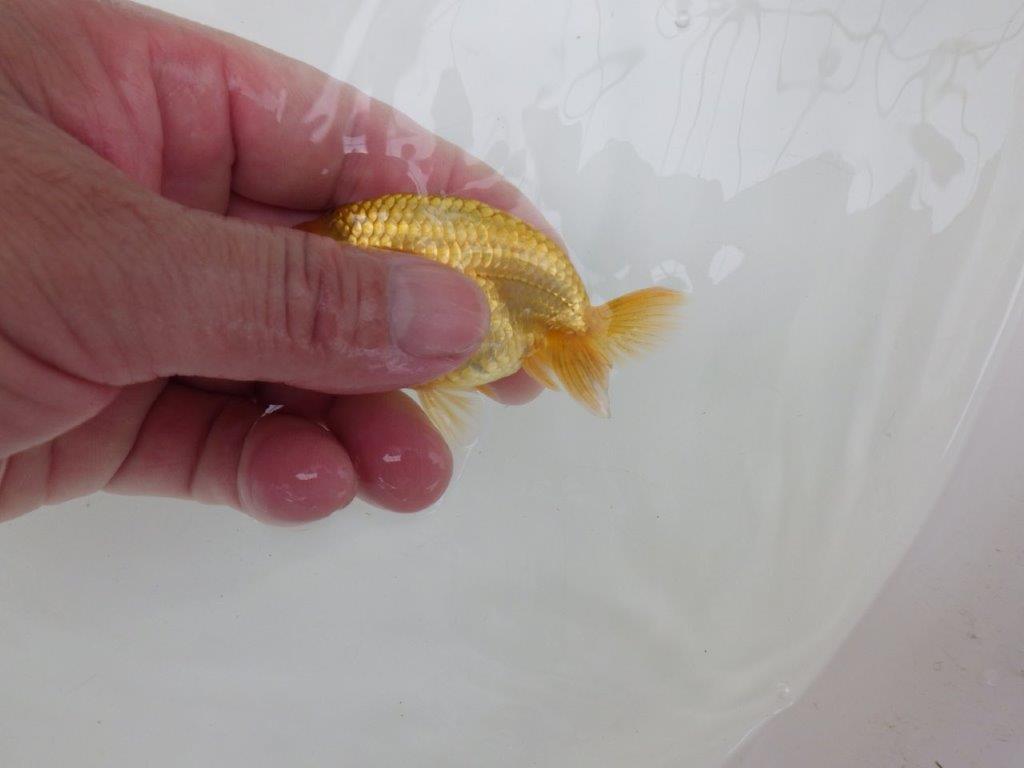 【逸品当歳らんちゅう】愛知超優良系統様作　研究会など！　約9,5ｃｍ前後