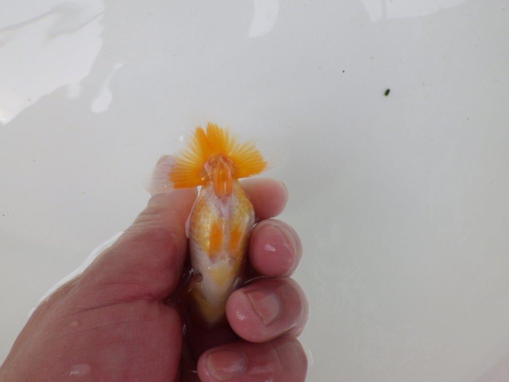 【逸品当歳らんちゅう】愛知超優良系統様作　飼い込みお勧め！　約9ｃｍ前後