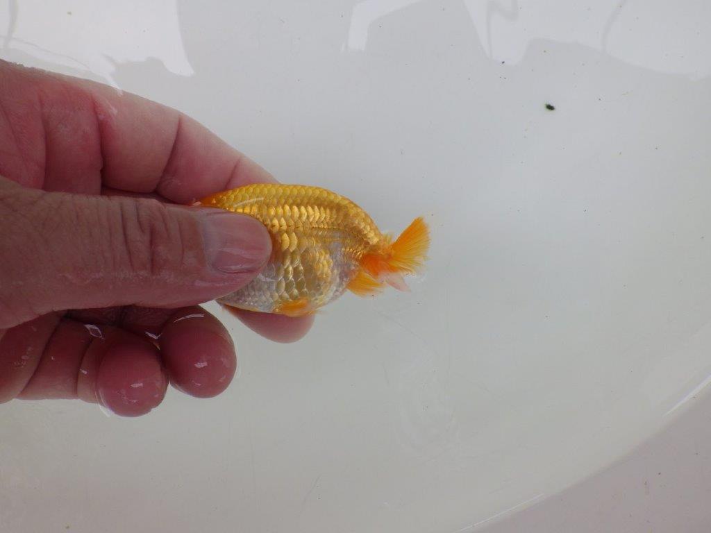 【逸品当歳らんちゅう】愛知超優良系統様作　飼い込みお勧め！　約9ｃｍ前後