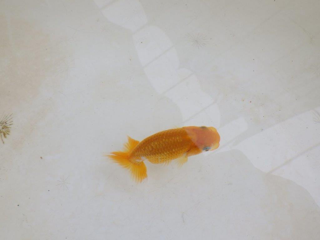【 激熱！！】飼い込みお勧めらんちゅう　約8ｃｍ　西大関系統　　期間限定販売