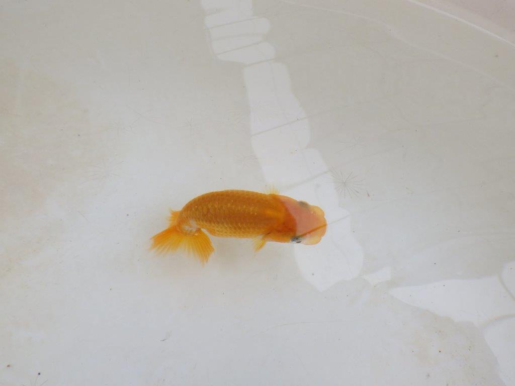 【 激熱！！】飼い込みお勧めらんちゅう　約8ｃｍ　西大関系統　　期間限定販売