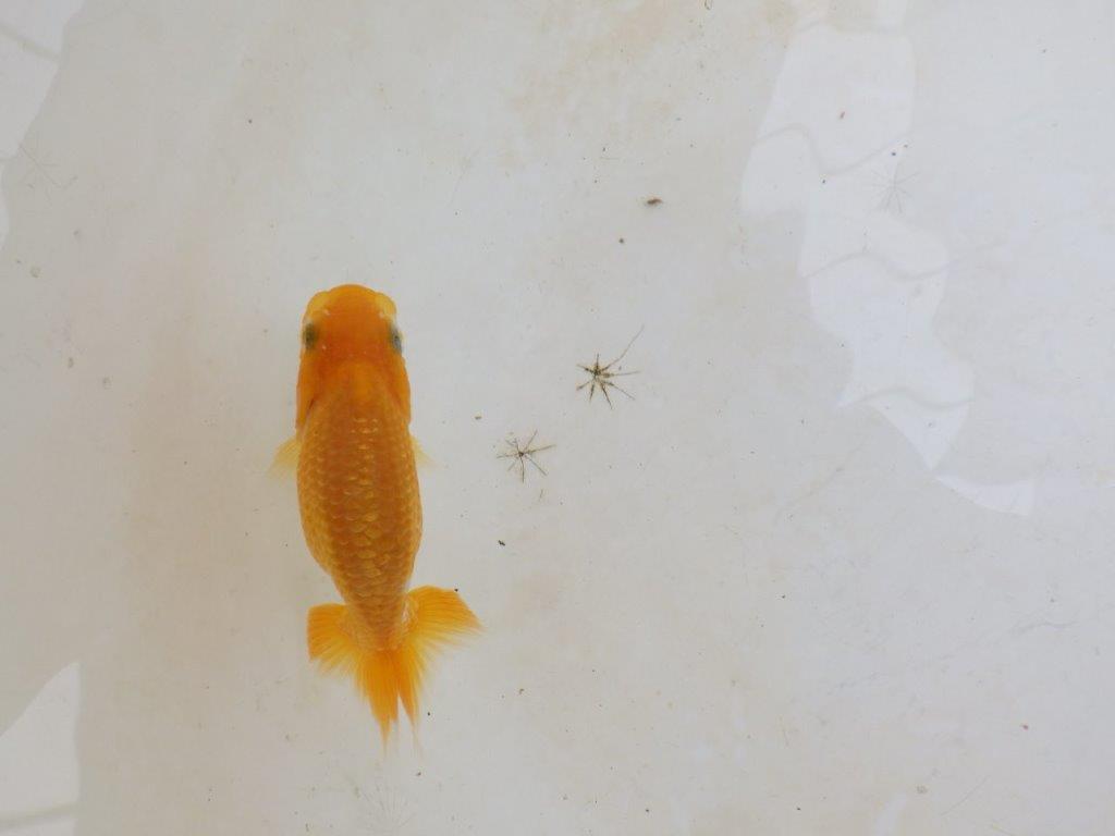 【 激熱！！】飼い込みお勧めらんちゅう　約8ｃｍ　西大関系統　　期間限定販売の上身