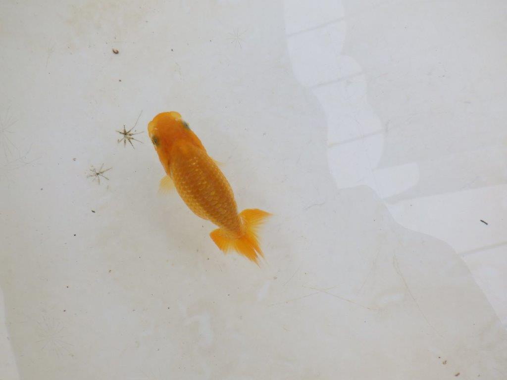 【 激熱！！】飼い込みお勧めらんちゅう　約8ｃｍ　西大関系統　　期間限定販売