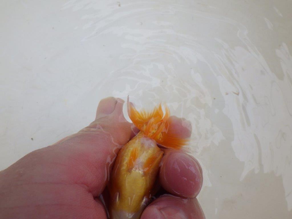 【 激熱！！】飼い込みお勧めらんちゅう　約8ｃｍ　西大関系統　　期間限定販売