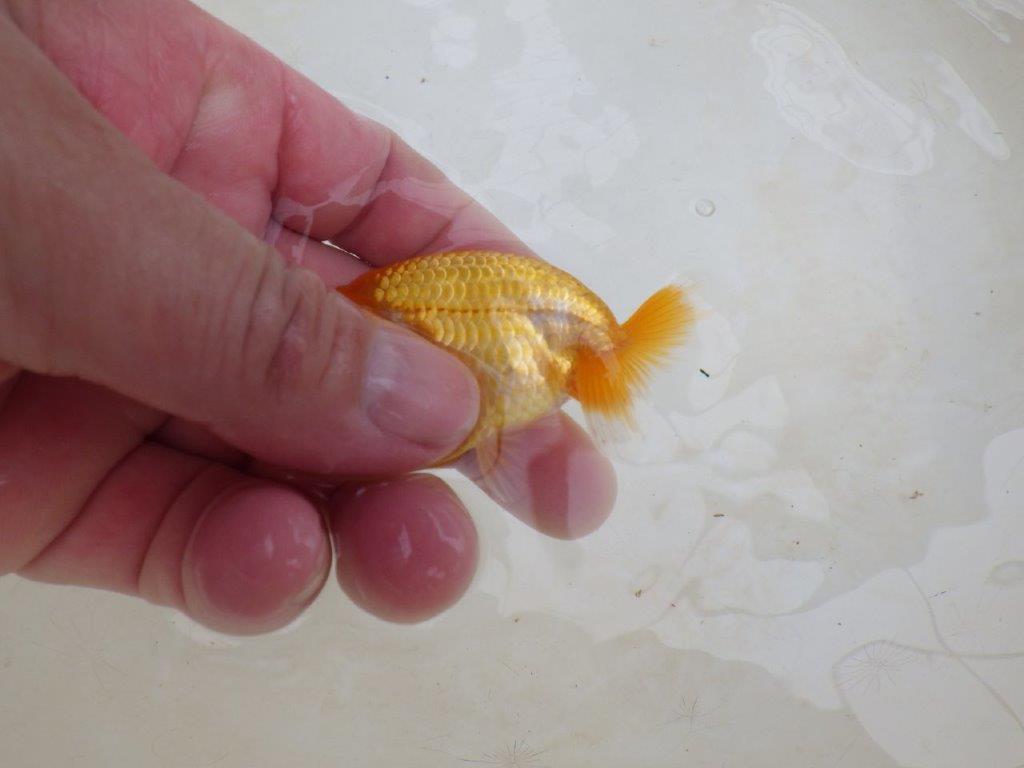 【 激熱！！】飼い込みお勧めらんちゅう　約8ｃｍ　西大関系統　　期間限定販売