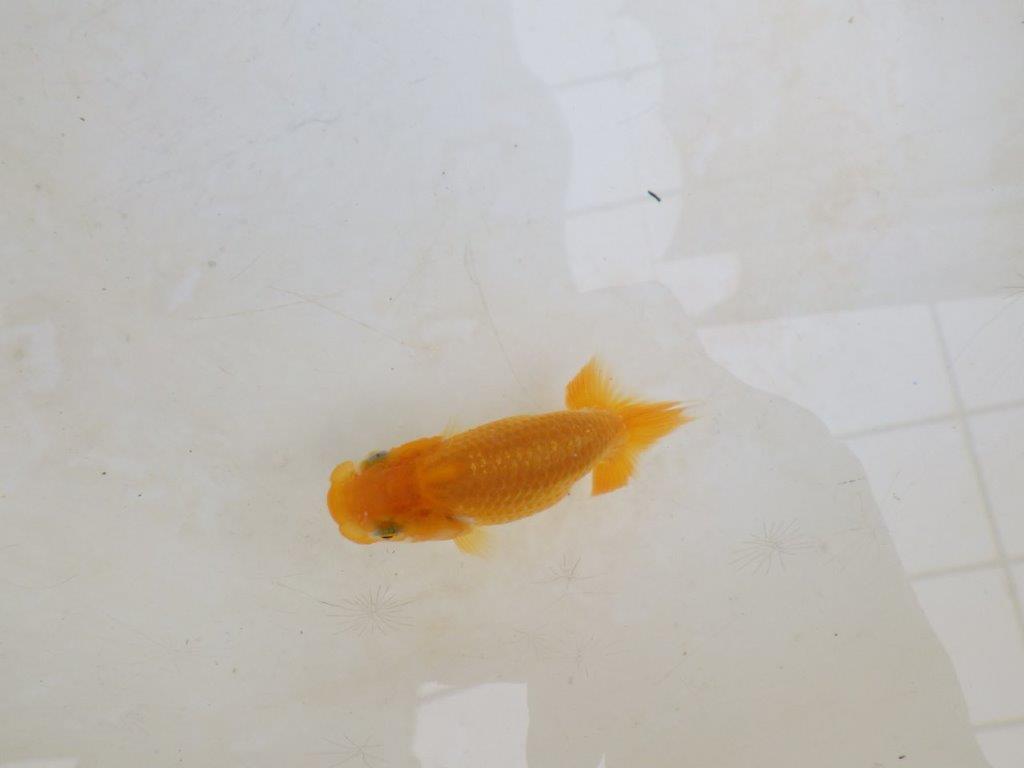 【 激熱！！】飼い込みお勧めらんちゅう　約8ｃｍ　西大関系統　　期間限定販売