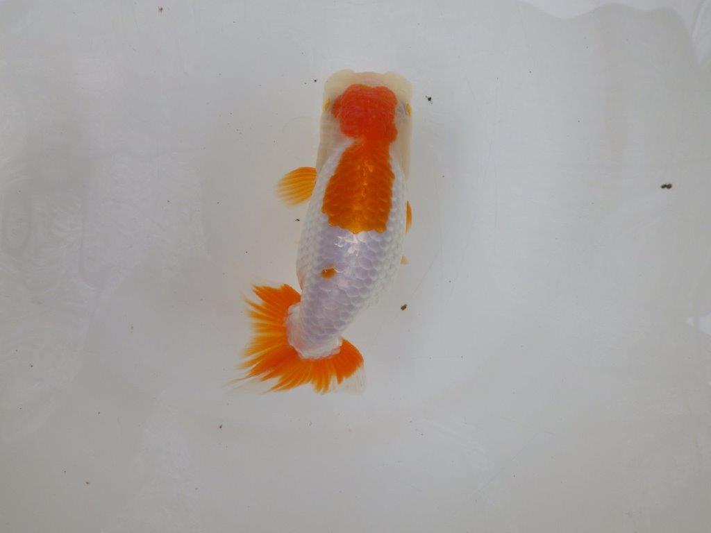 【 激熱！！二歳らんちゅう】雰囲気が非常に良い二歳らんちゅう約15ｃｍ　西大関系統 メス？