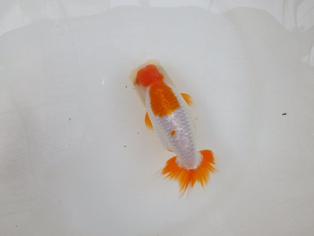 【 激熱！！二歳らんちゅう】雰囲気が非常に良い二歳らんちゅう約15ｃｍ　西大関系統 メス？