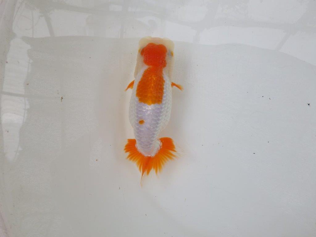 【 激熱！！二歳らんちゅう】雰囲気が非常に良い二歳らんちゅう約15ｃｍ　西大関系統 メス？の上身