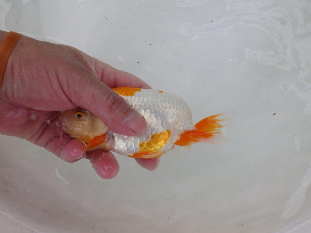 【 激熱！！二歳らんちゅう】雰囲気が非常に良い二歳らんちゅう約15ｃｍ　西大関系統 メス？