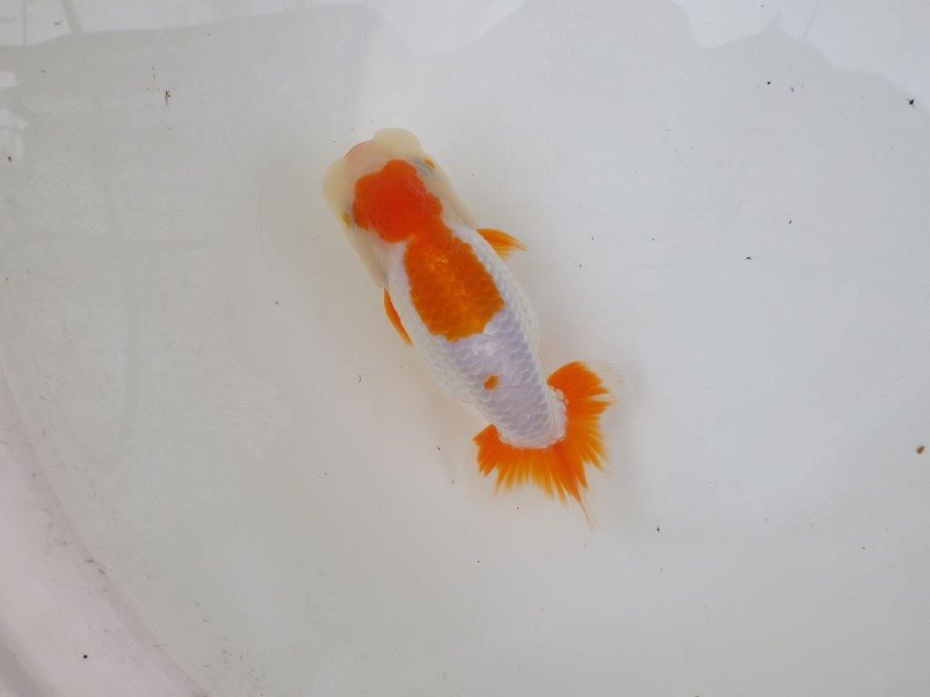 【 激熱！！二歳らんちゅう】雰囲気が非常に良い二歳らんちゅう約15ｃｍ　西大関系統 メス？