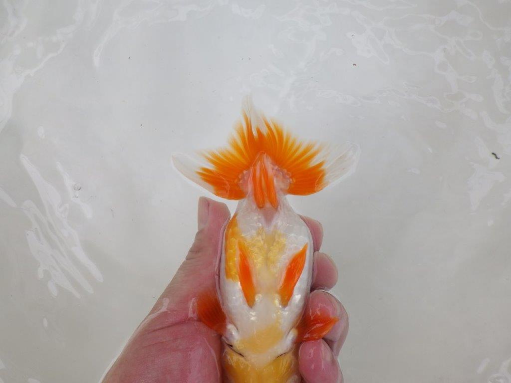 【 激熱！！二歳らんちゅう】雰囲気が非常に良い二歳らんちゅう約15ｃｍ　西大関系統 メス？