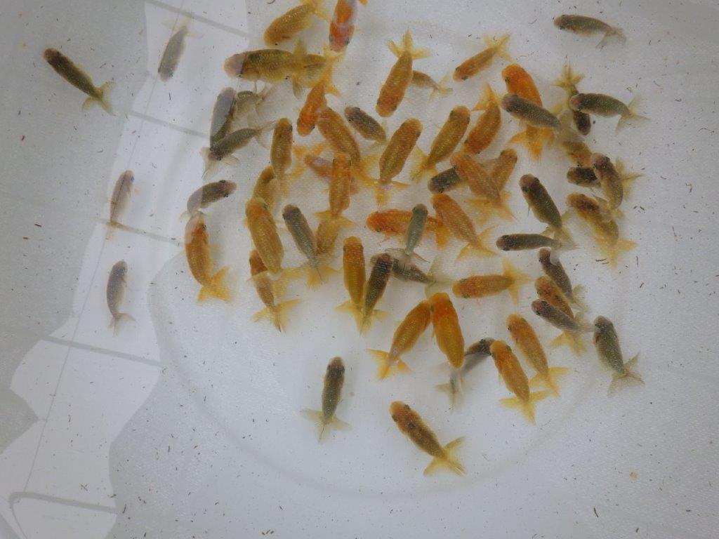 【 らんちゅう飼育チャレンジ！！】初めて飼育する方にお勧めの５尾セット（大）　　全国大会優等賞獲得系統