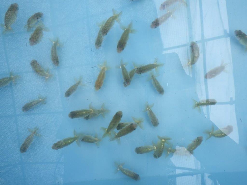 【 愛知　らんちゅう広場】色変わりお楽しみ１０尾セット　限定２