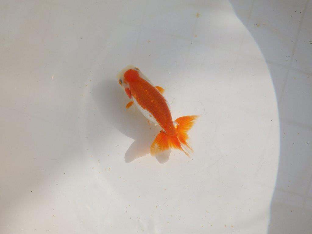 【管理魚】尾張りが良い更紗らんちゅう　二歳魚　 　約13,5ｃｍ  メス？