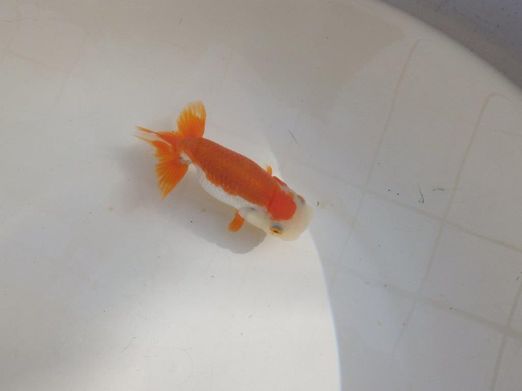 【管理魚】尾張りが良い更紗らんちゅう　二歳魚　 　約13,5ｃｍ  メス？