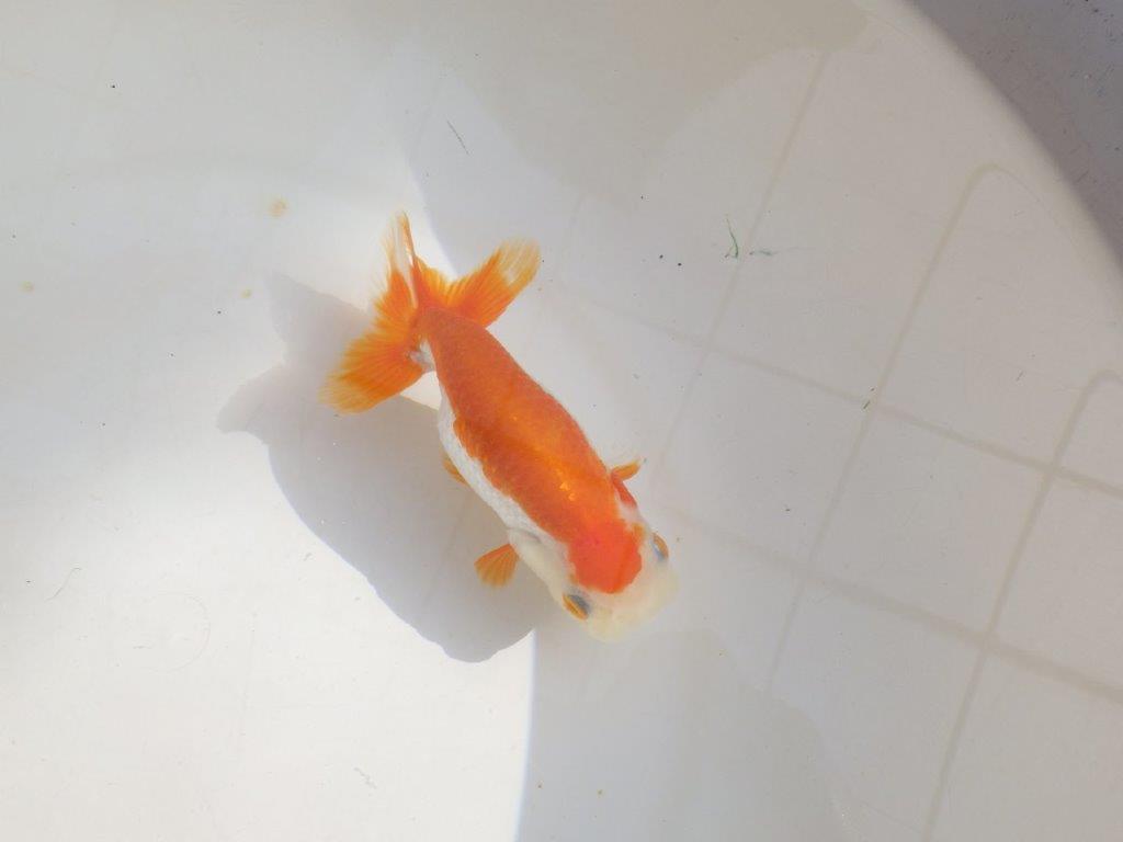 【管理魚】尾張りが良い更紗らんちゅう　二歳魚　 　約13,5ｃｍ  メス？