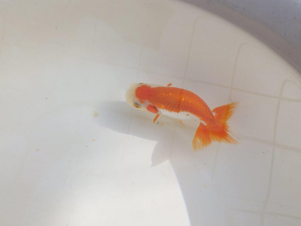 【管理魚】尾張りが良い更紗らんちゅう　二歳魚　 　約13,5ｃｍ  メス？