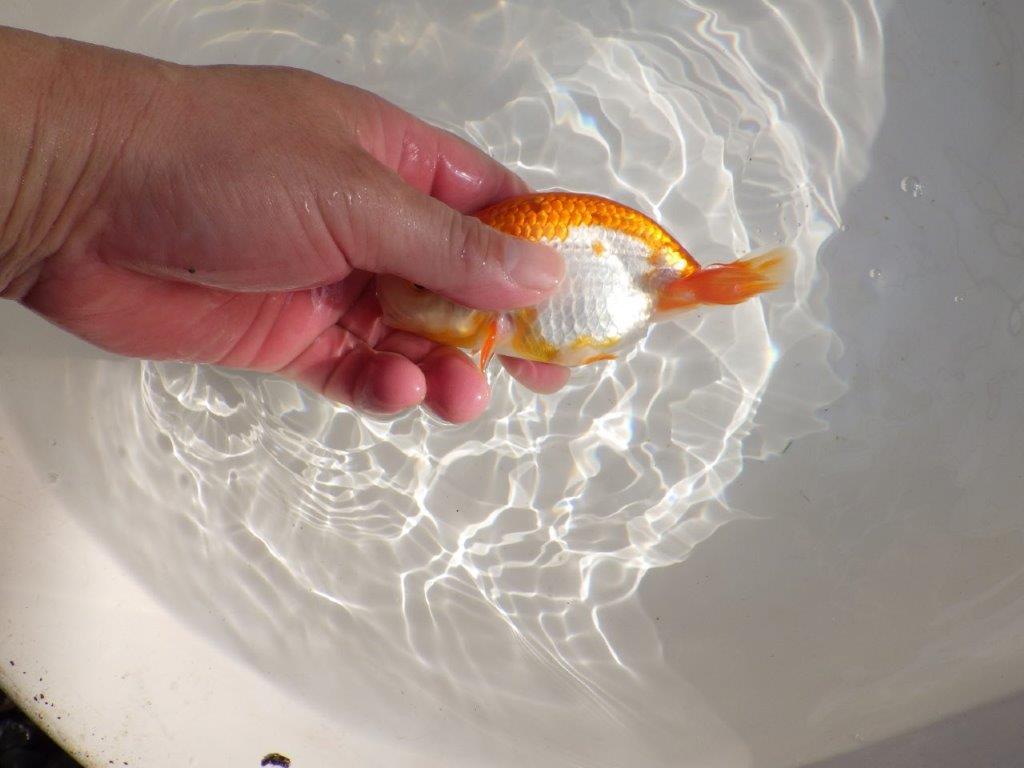 【管理魚】尾張りが良い更紗らんちゅう　二歳魚　 　約13,5ｃｍ  メス？