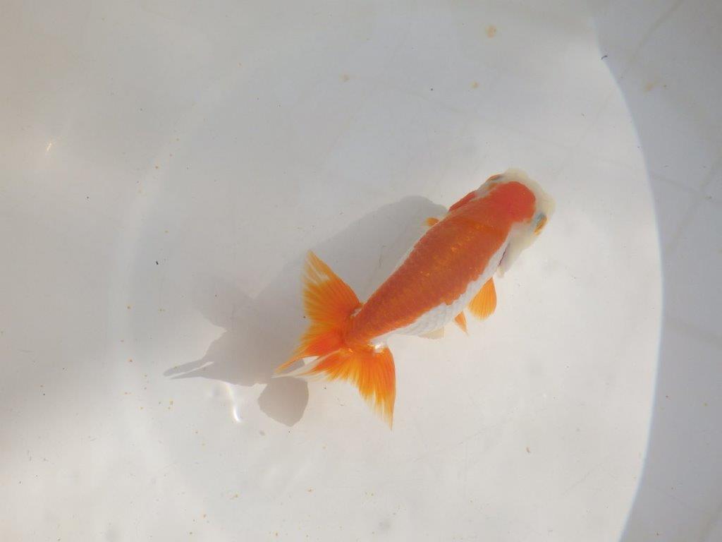 【管理魚】尾張りが良い更紗らんちゅう　二歳魚　 　約13,5ｃｍ  メス？