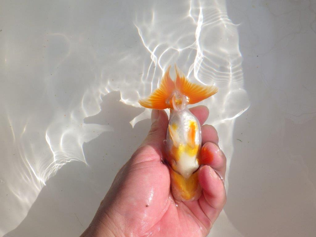 【管理魚】尾張りが良い更紗らんちゅう　二歳魚　 　約13,5ｃｍ  メス？