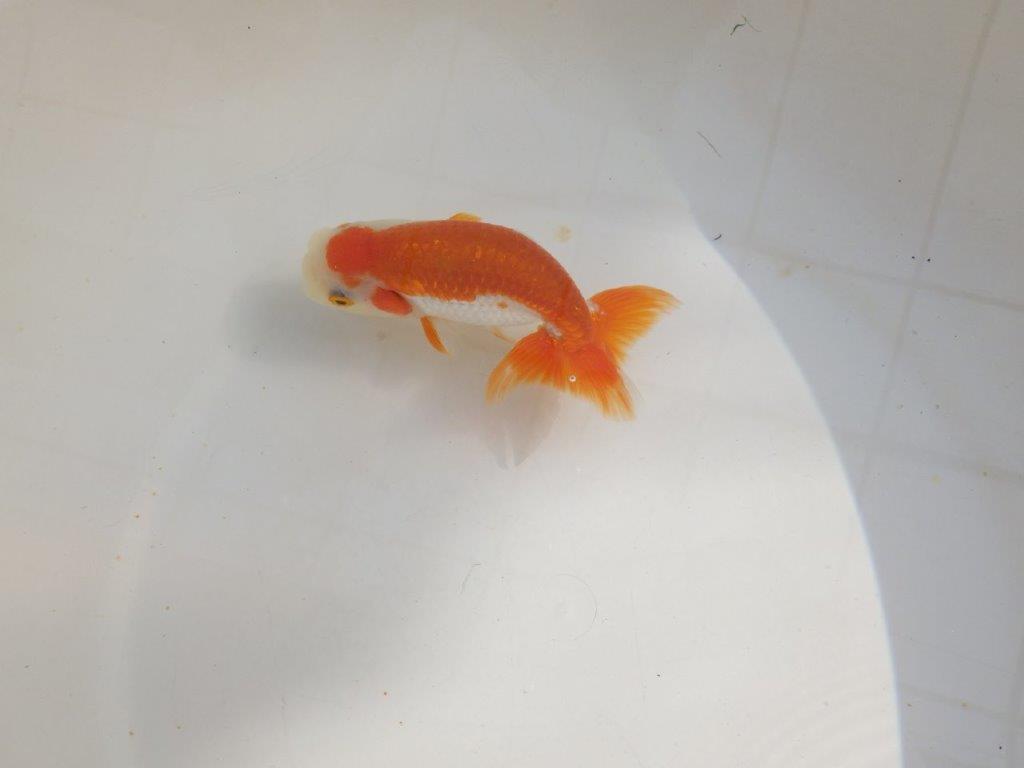 【管理魚】尾張りが良い更紗らんちゅう　二歳魚　 　約13,5ｃｍ  メス？