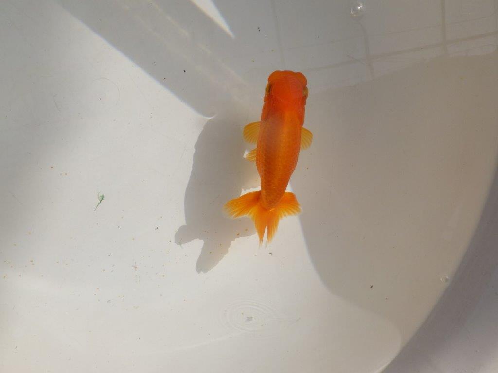 【管理魚】背も綺麗ならんちゅう　二歳魚　 　約12ｃｍ  メス？