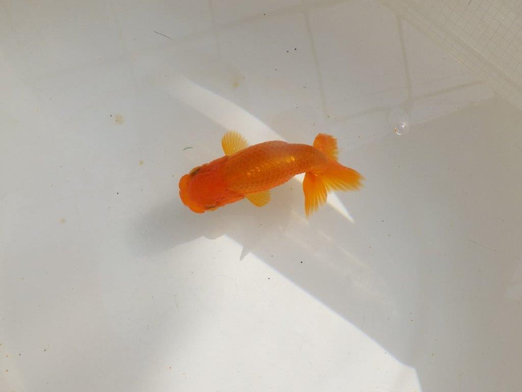 【管理魚】背も綺麗ならんちゅう　二歳魚　 　約12ｃｍ  メス？