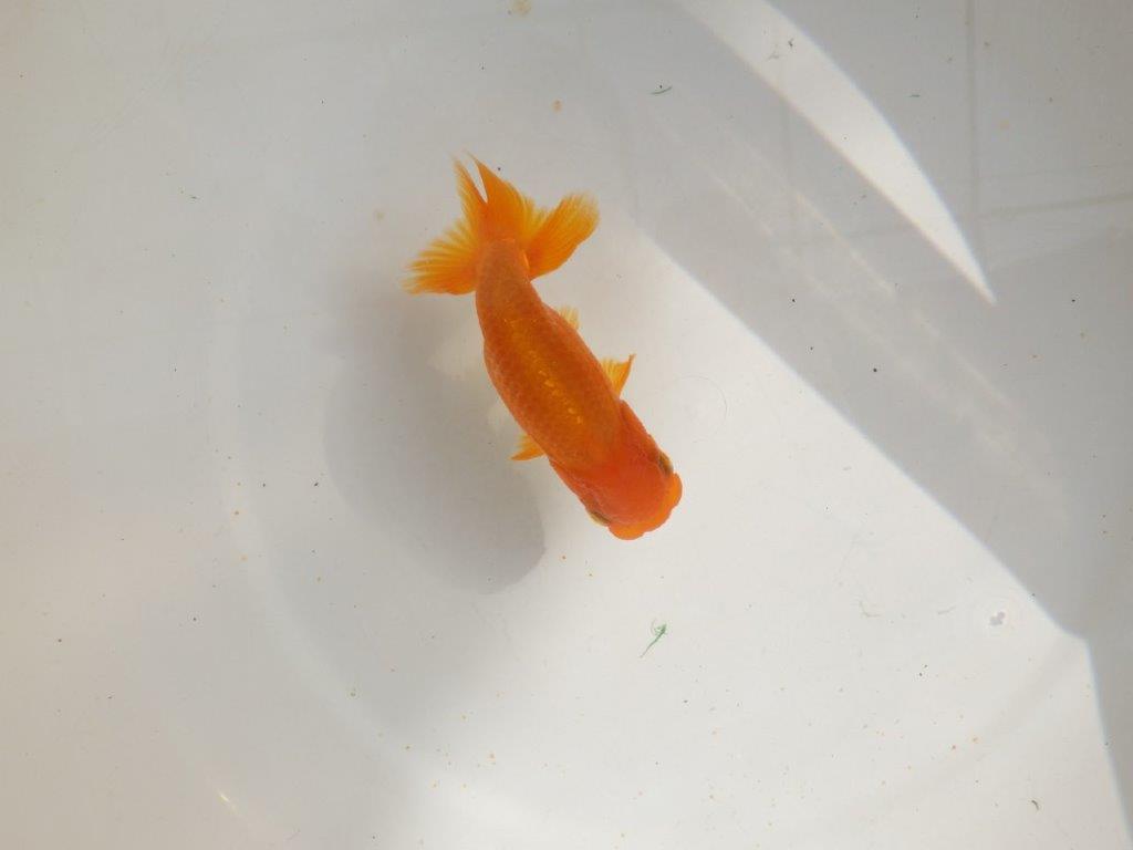 【管理魚】背も綺麗ならんちゅう　二歳魚　 　約12ｃｍ  メス？
