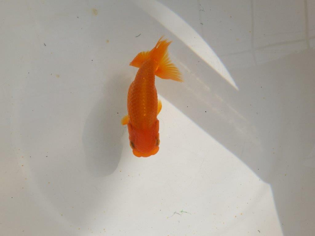 【管理魚】背も綺麗ならんちゅう　二歳魚　 　約12ｃｍ  メス？
