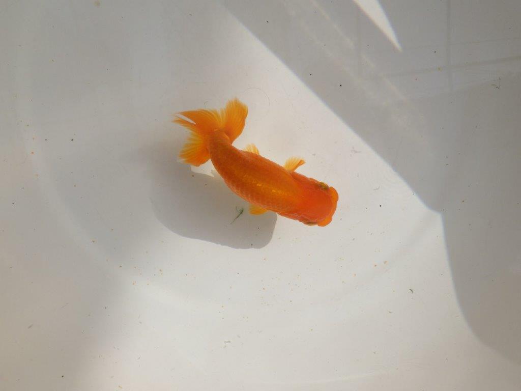 【管理魚】背も綺麗ならんちゅう　二歳魚　 　約12ｃｍ  メス？