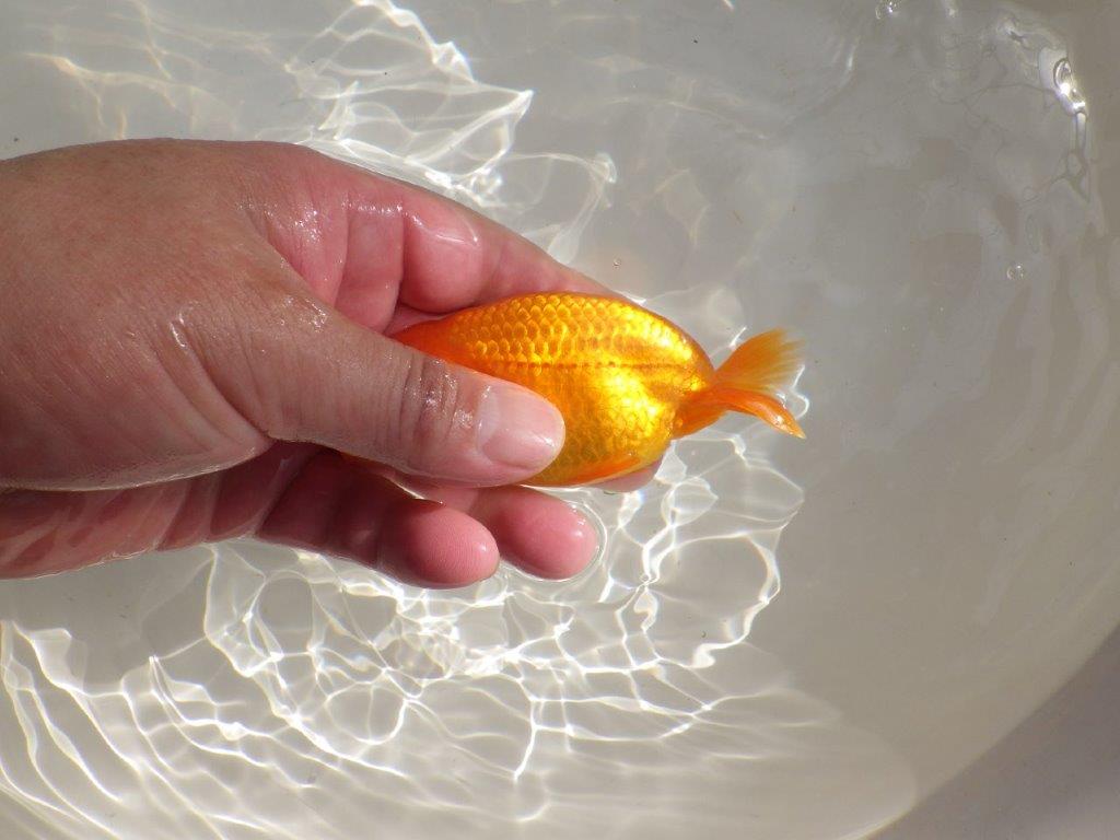 【管理魚】背も綺麗ならんちゅう　二歳魚　 　約12ｃｍ  メス？