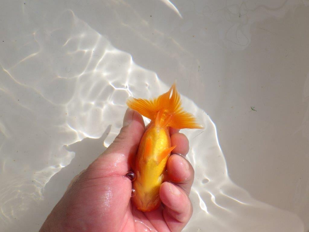【管理魚】背も綺麗ならんちゅう　二歳魚　 　約12ｃｍ  メス？