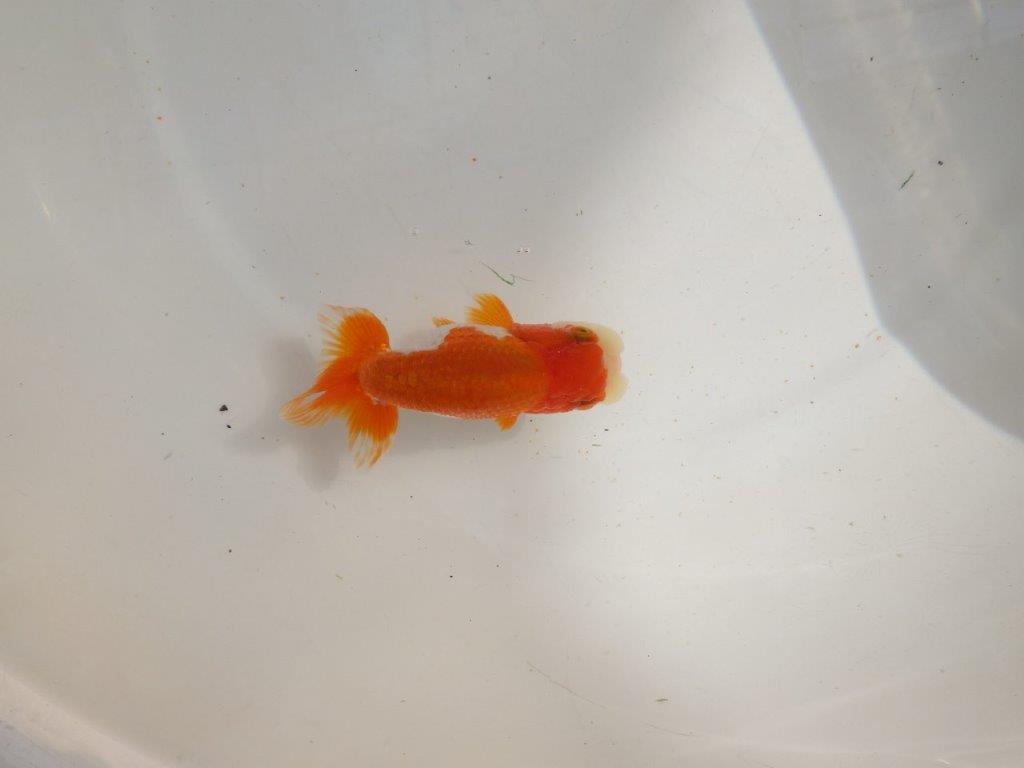 【管理魚】可愛い更紗らんちゅう　二歳魚　 　約11ｃｍ  オス？