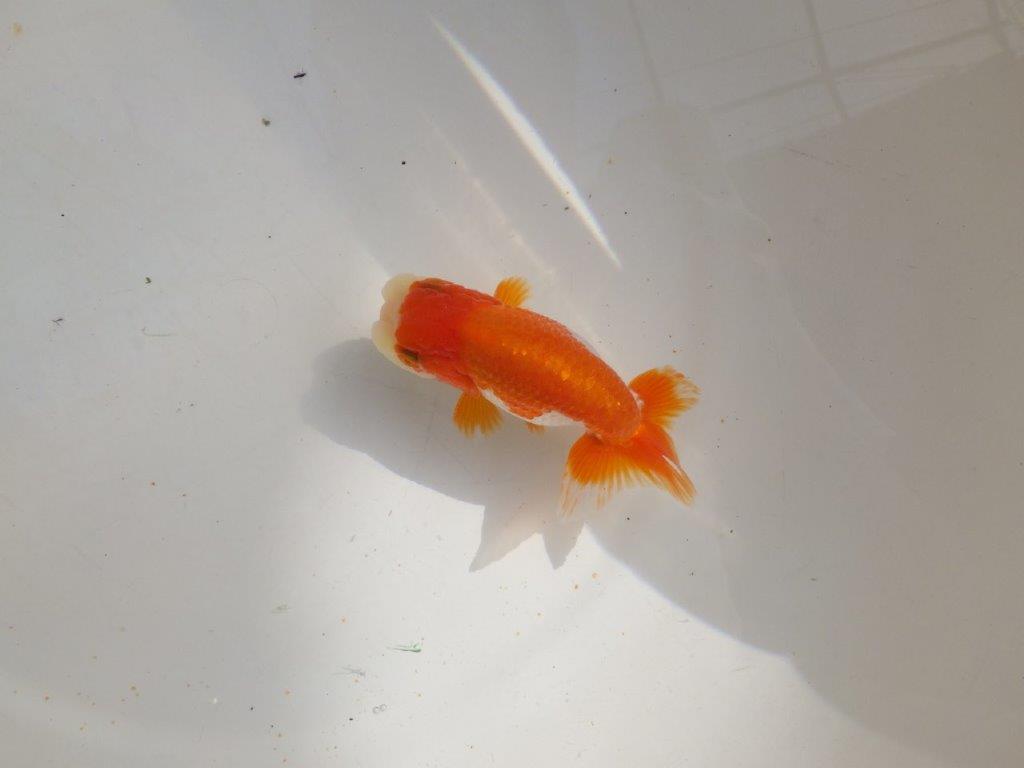 【管理魚】可愛い更紗らんちゅう　二歳魚　 　約11ｃｍ  オス？