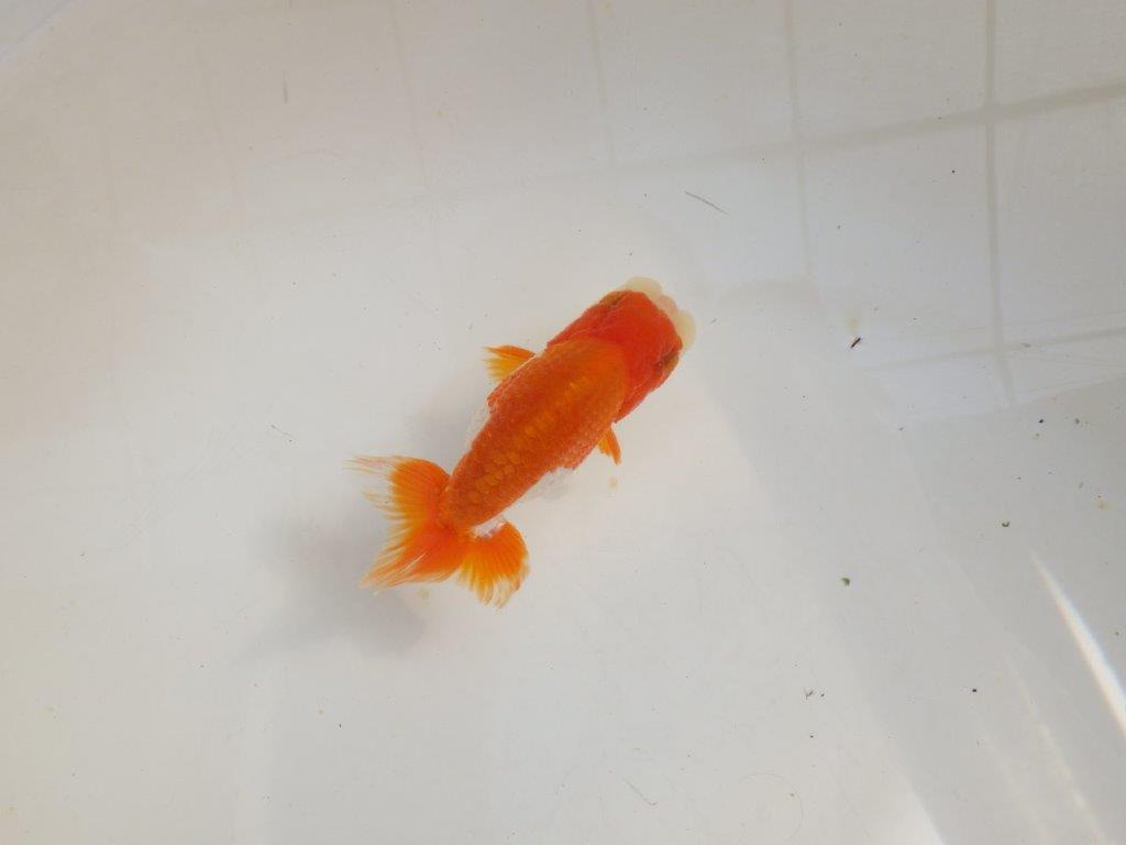 【管理魚】可愛い更紗らんちゅう　二歳魚　 　約11ｃｍ  オス？