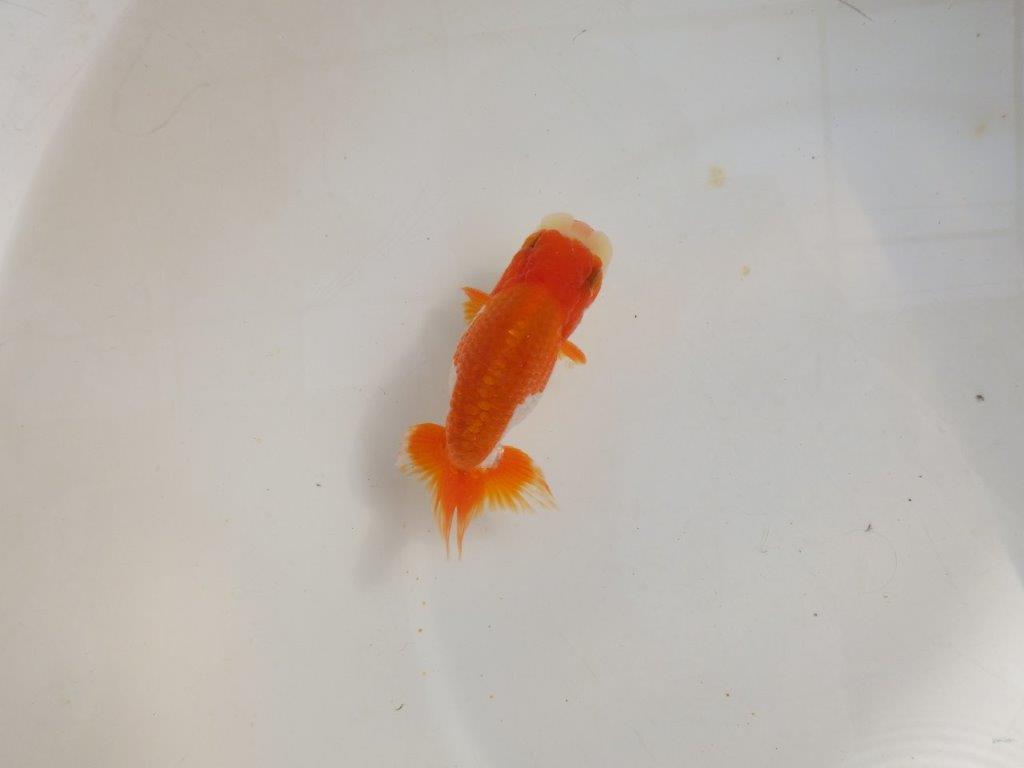 【管理魚】可愛い更紗らんちゅう　二歳魚　 　約11ｃｍ  オス？
